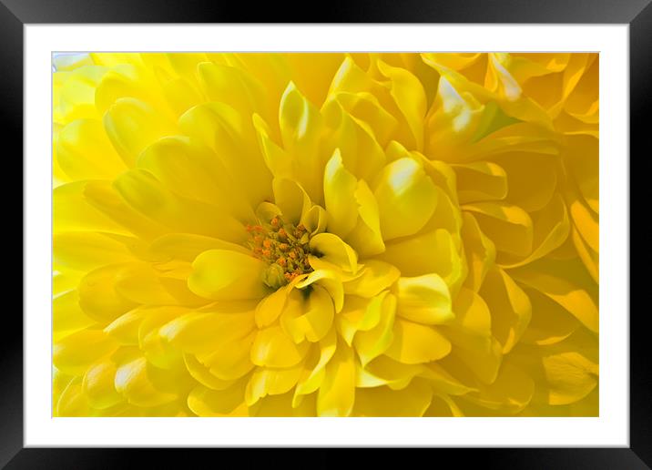 Yellow Dahlia Bloom Framed Mounted Print by Kevin Tate