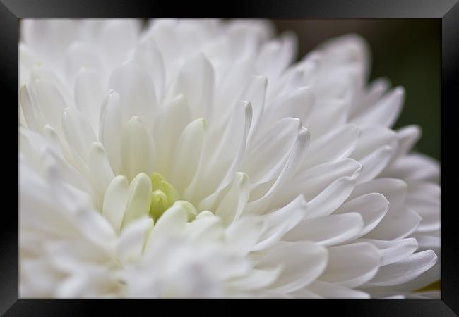 White Dahlia Flower Framed Print by Kevin Tate