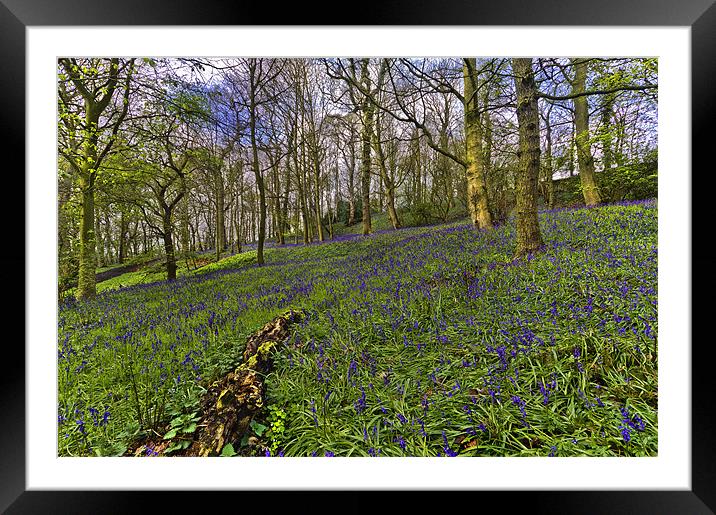 Bluebell Woods Framed Mounted Print by Kevin Tate