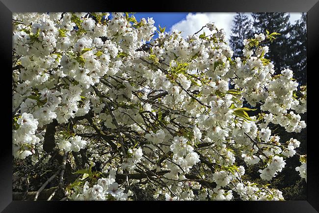 White Cherry Blossom Framed Print by Kevin Tate