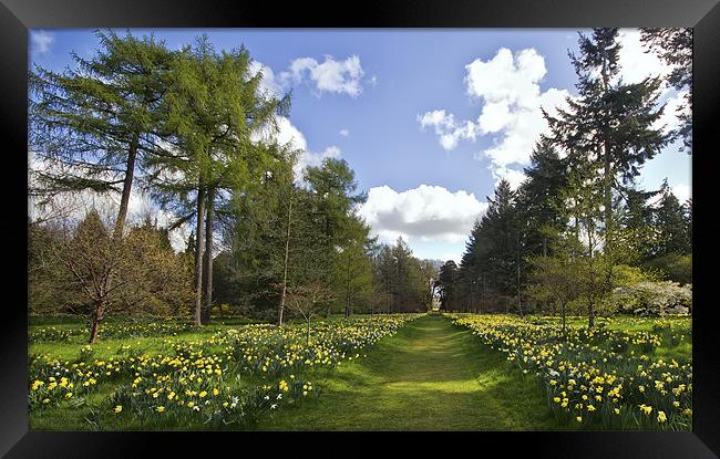 Follow the yellow daffodil road Framed Print by Kevin Tate