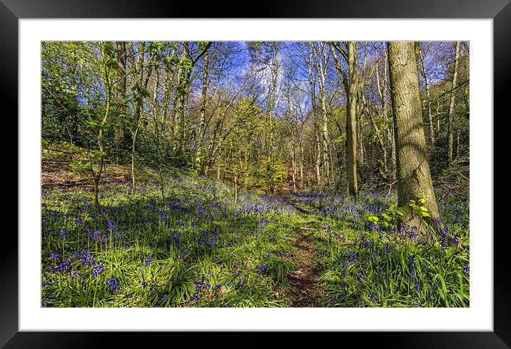 Bluebell woodland Framed Mounted Print by Kevin Tate