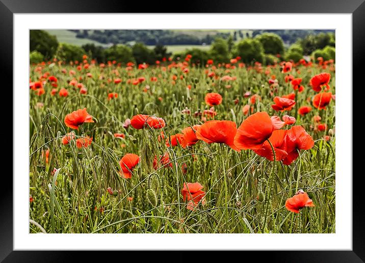 Poppy Field Framed Mounted Print by Kevin Tate