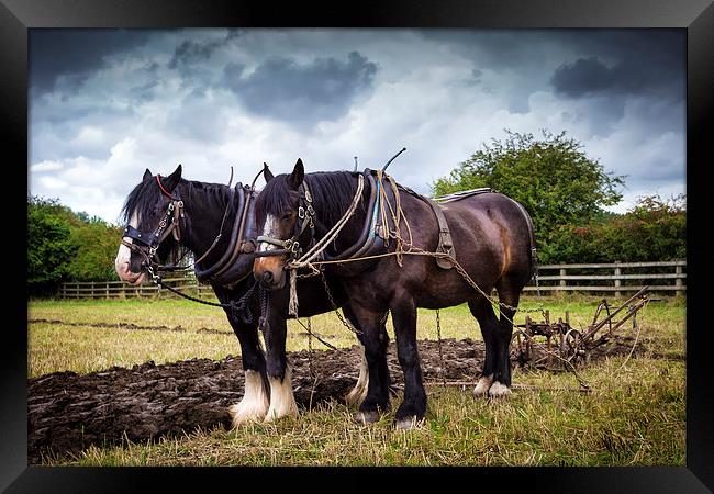 Horses and Plough Framed Print by Kevin Tate