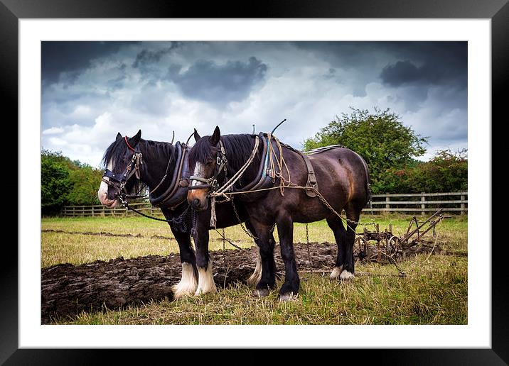 Horses and Plough Framed Mounted Print by Kevin Tate