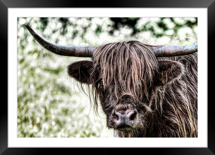 Highland Cow Framed Mounted Print by Kevin Tate