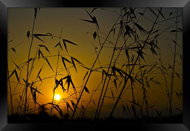 Yellow sunrise silhouette Framed Print by Kevin Tate