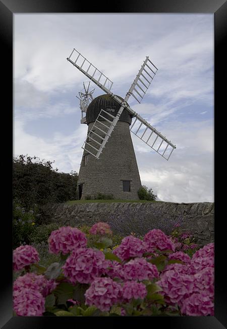whitburn windmill 2 Framed Print by Northeast Images