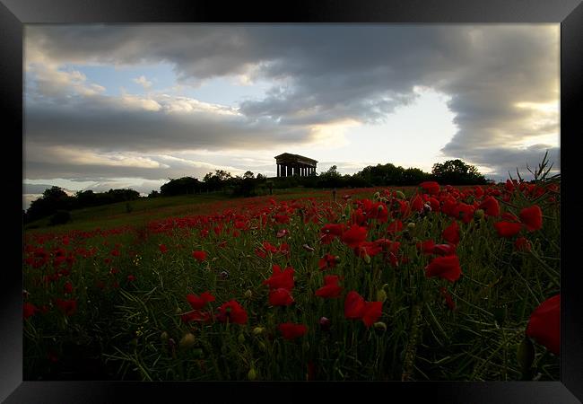 penshaw monument poppy field. Framed Print by Northeast Images