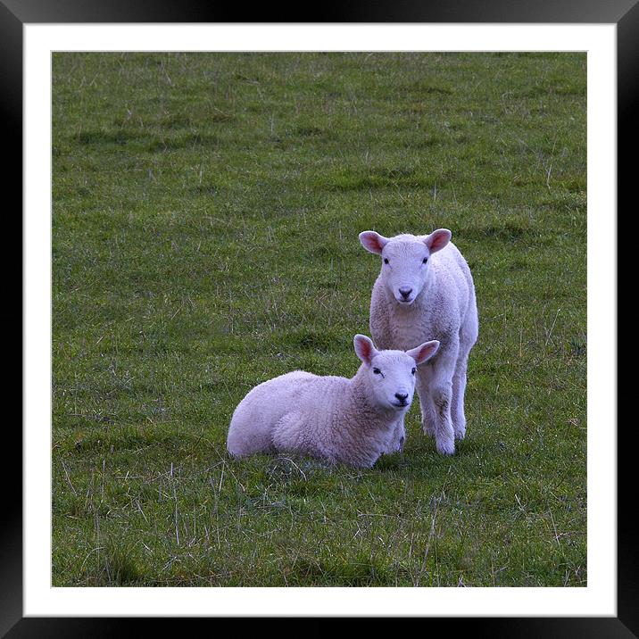 lambs Framed Mounted Print by Northeast Images