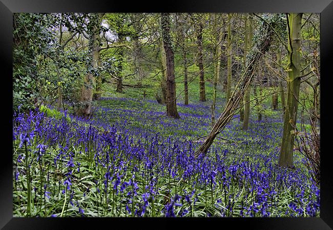 Bluebell Woods Framed Print by Northeast Images