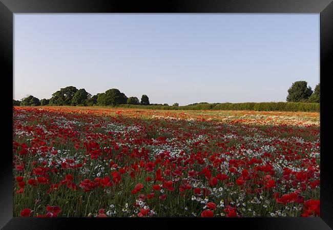 Poppies and Daisies Framed Print by Northeast Images