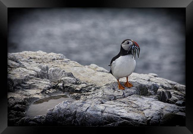 puffin Framed Print by Northeast Images