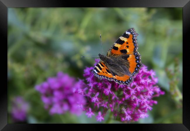 Butterfly Framed Print by Northeast Images