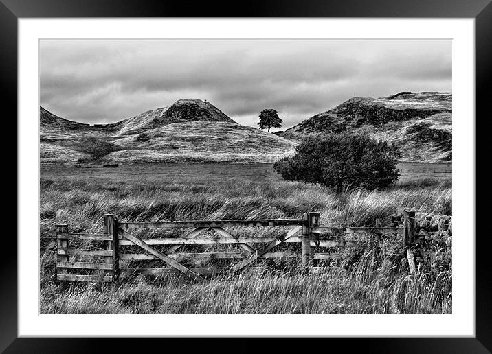 Sycamore Gap Framed Mounted Print by Northeast Images