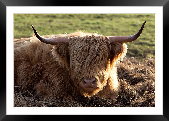 Highland Cow Framed Mounted Print by Northeast Images