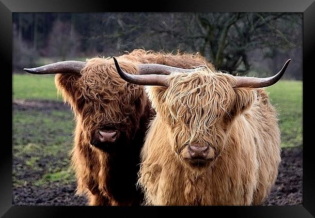 Highland Cows Framed Print by Northeast Images