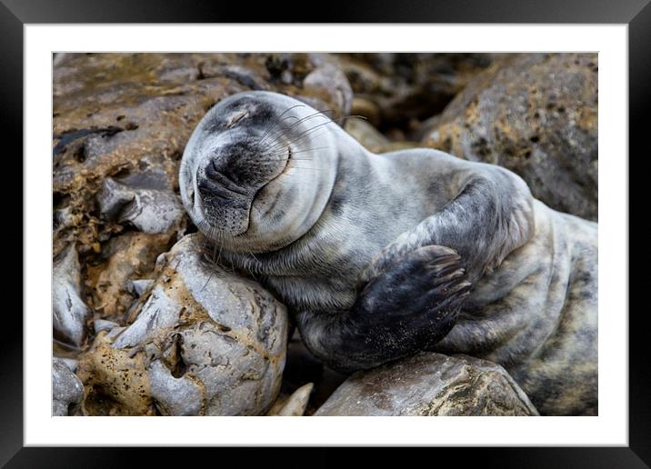 Baby Seal Framed Mounted Print by Northeast Images