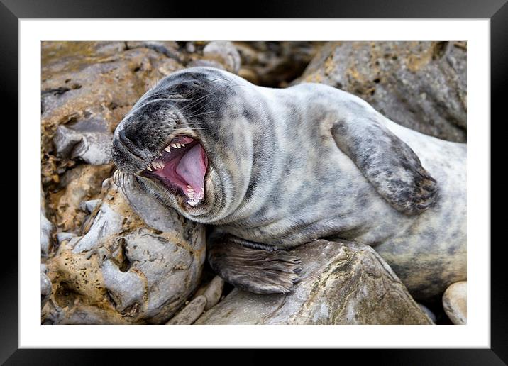 baby seal Framed Mounted Print by Northeast Images