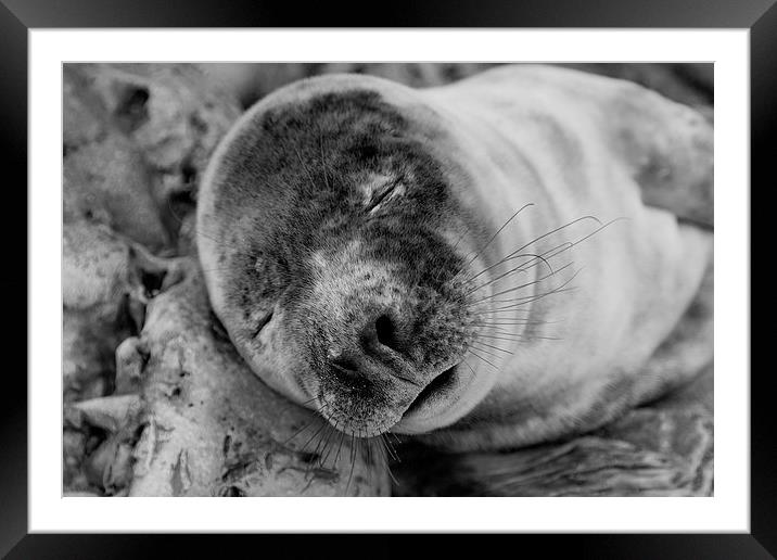 sleeping like a baby Framed Mounted Print by Northeast Images