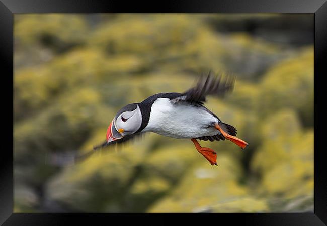 puffin Framed Print by Northeast Images