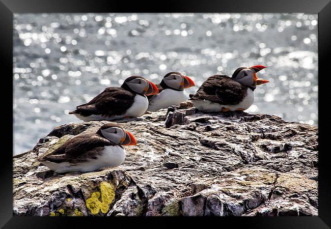 puffins Framed Print by Northeast Images