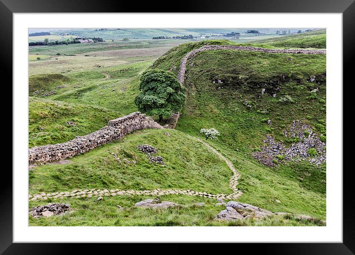 Sycamore Gap Framed Mounted Print by Northeast Images