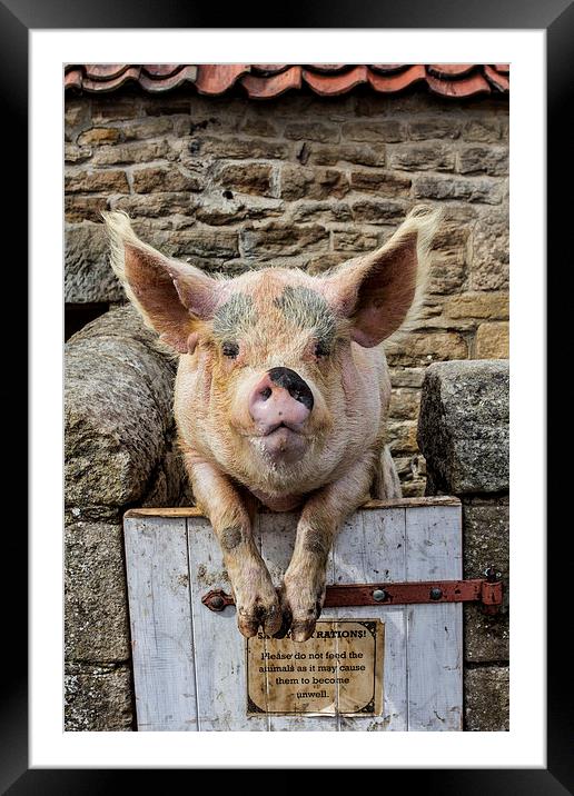  Piggin` Poser Framed Mounted Print by Northeast Images