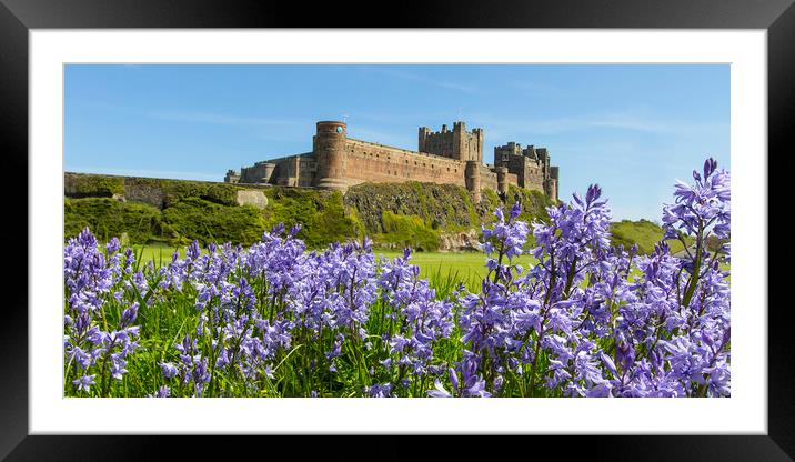 Bamburgh Bluebells Framed Mounted Print by Northeast Images