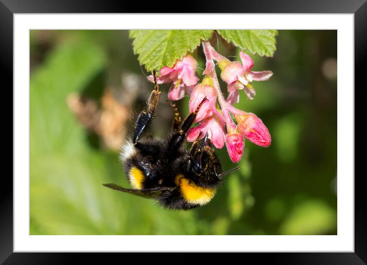 Busy Bee Framed Mounted Print by Northeast Images