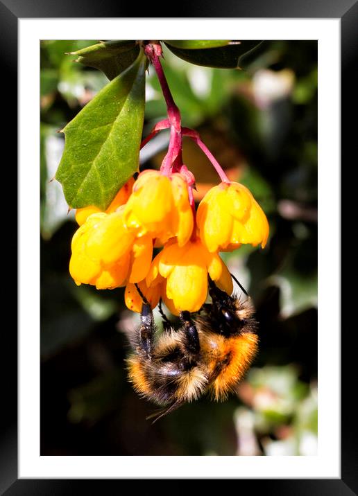 flower and bee Framed Mounted Print by Northeast Images
