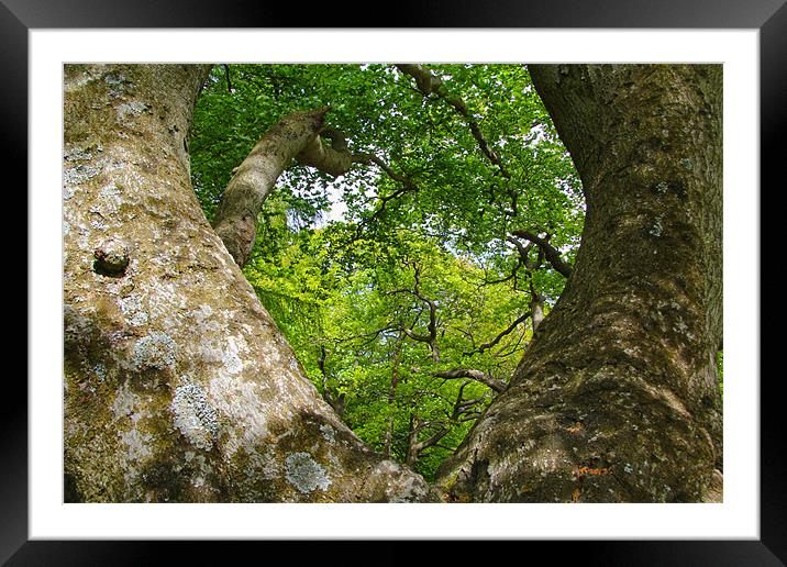 Can`t see the wood for the trees Framed Mounted Print by Northeast Images