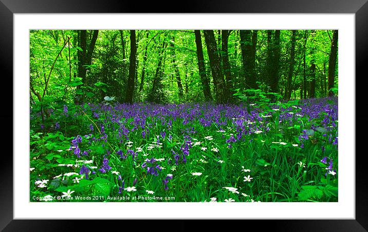 Bluebell Carpet Framed Mounted Print by Luke Woods