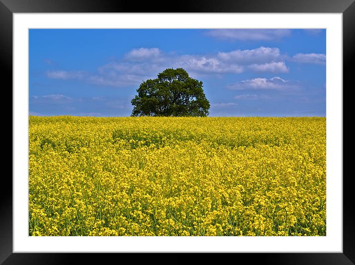 Late Spring Colours - Rape Field Framed Mounted Print by Trevor Kersley RIP