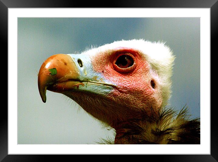 Ethel the Vulture Framed Mounted Print by Trevor Kersley RIP
