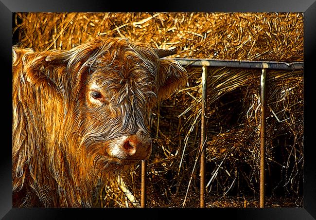 Highland Cow Framed Print by Trevor Kersley RIP