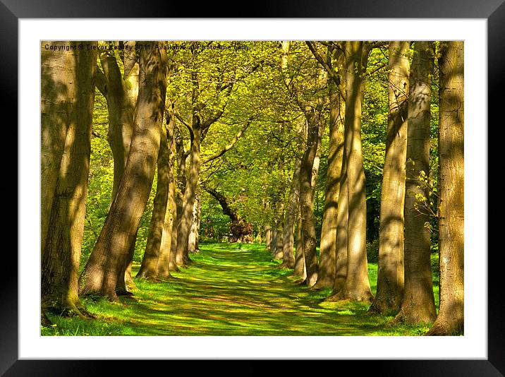 Avenue of Trees Framed Mounted Print by Trevor Kersley RIP