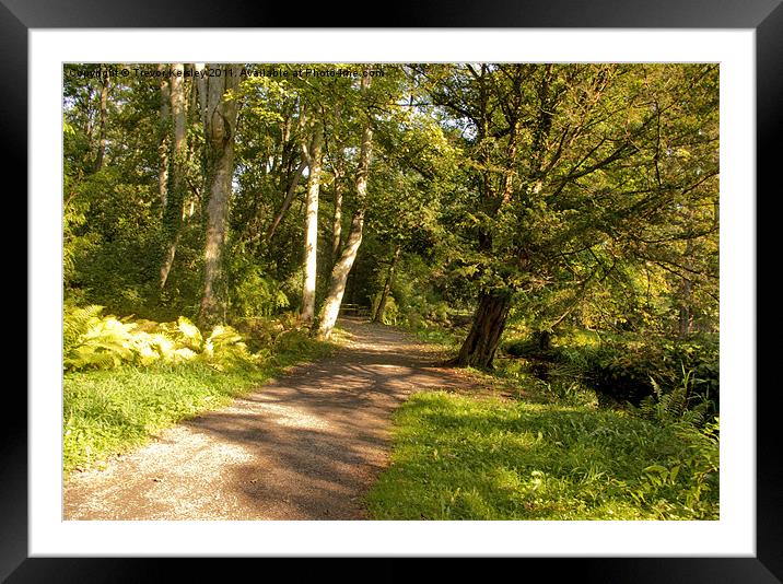 Woodland Pathway Framed Mounted Print by Trevor Kersley RIP