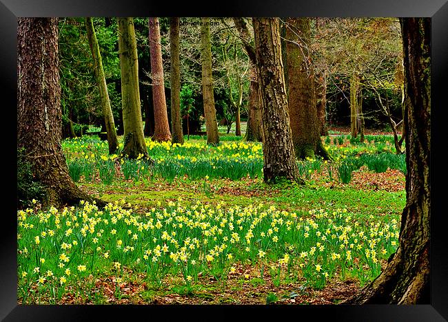Daffodill Wood Framed Print by Trevor Kersley RIP