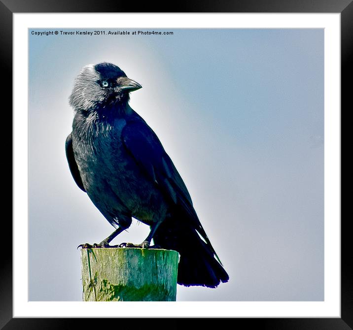 Jackdaw Framed Mounted Print by Trevor Kersley RIP