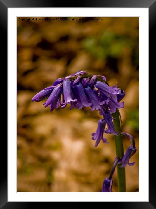 Bluebell Framed Mounted Print by Trevor Kersley RIP