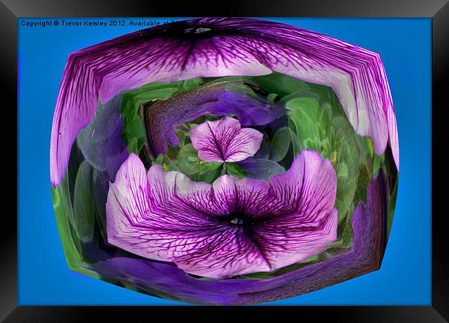 Purple Petunia Framed Print by Trevor Kersley RIP