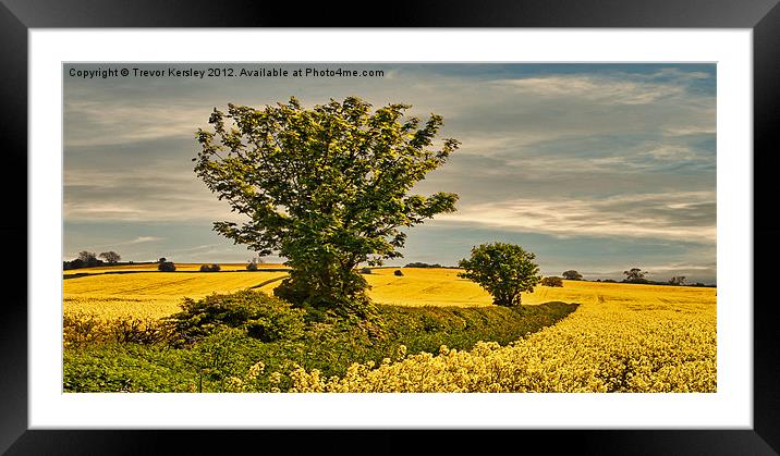 Fields of Gold Framed Mounted Print by Trevor Kersley RIP