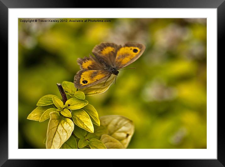 A Gatekeeper Butterfly Framed Mounted Print by Trevor Kersley RIP