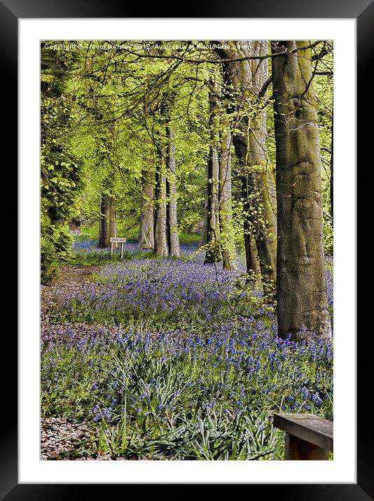Bluebell Pathway Framed Mounted Print by Trevor Kersley RIP