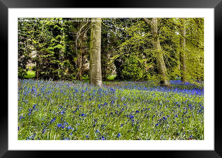 Spring Bluebells Framed Mounted Print by Trevor Kersley RIP