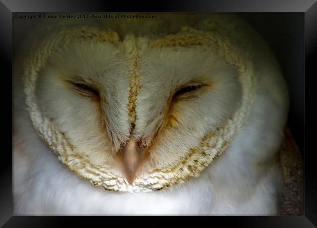 Barn Owl Framed Print by Trevor Kersley RIP