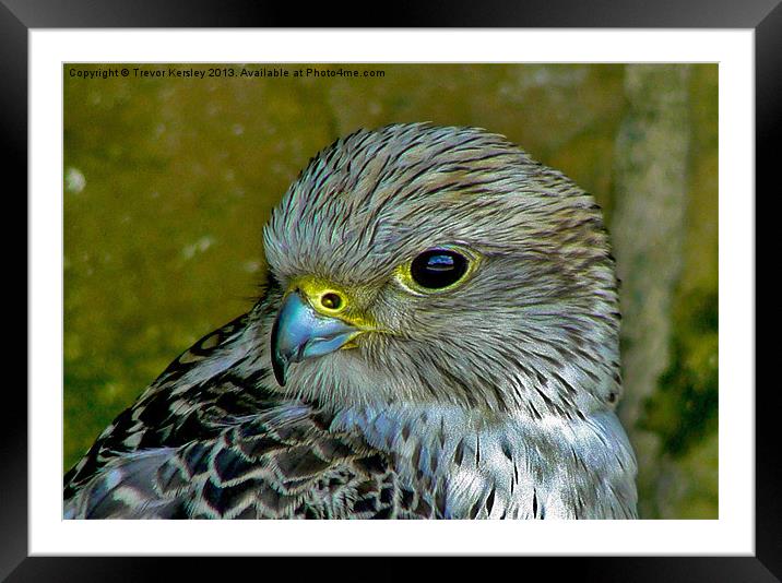 Peregrine Falcon Framed Mounted Print by Trevor Kersley RIP