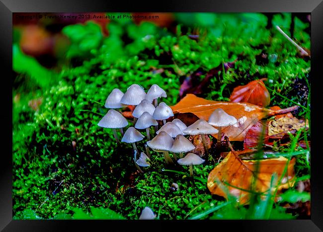 Autumn Fungi Framed Print by Trevor Kersley RIP