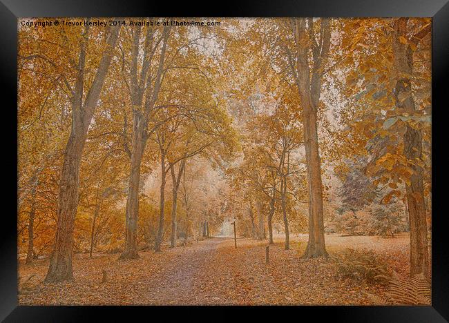 Autumn in the Woods Framed Print by Trevor Kersley RIP